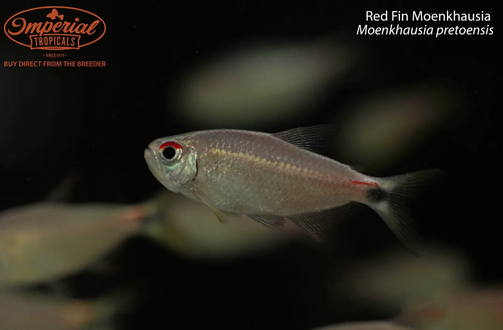 Red Fin Moenkhausia