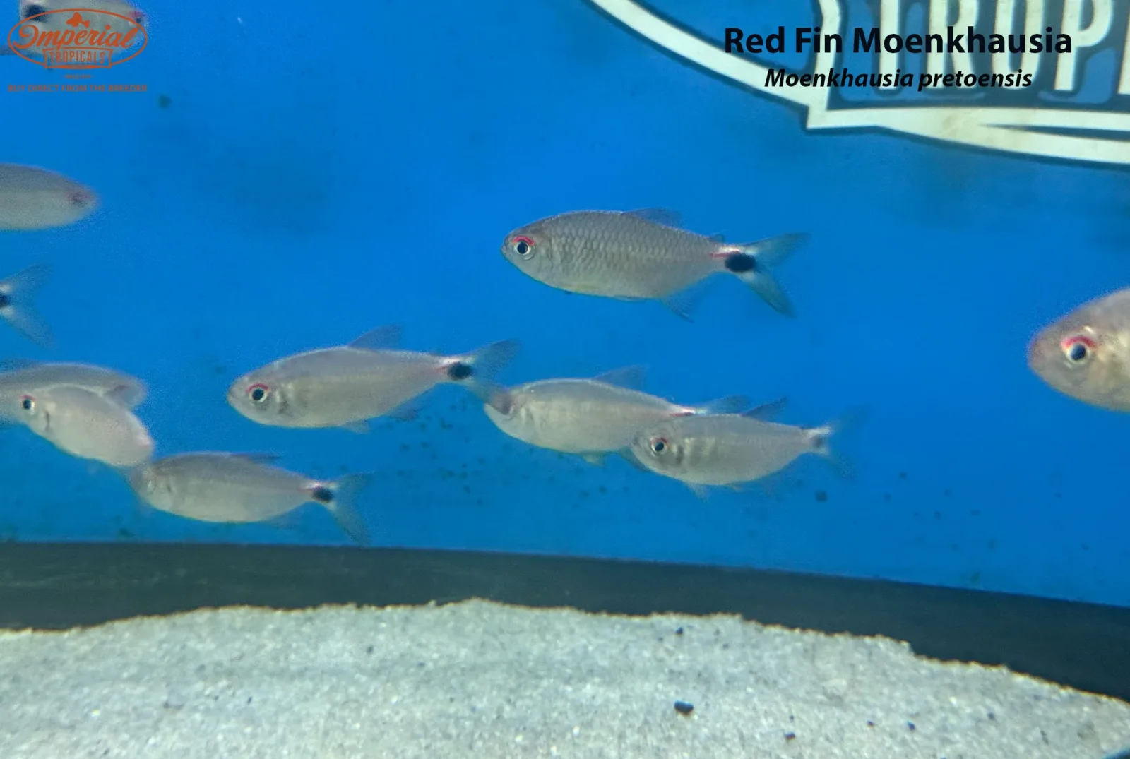 Red Fin Moenkhausia - Image 2