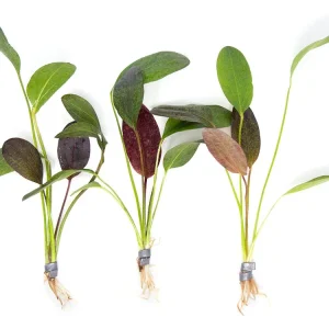 Red Flame Sword (Echinodorus schlueteri x E. barthii hybrid) - Bare Root
