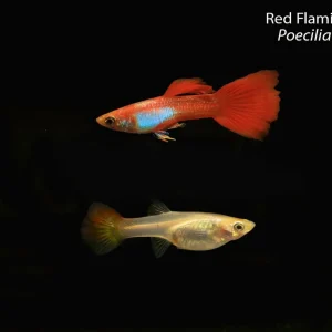 Red Flamingo Guppy (Poecilia reticulata)