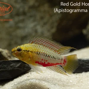 Red Gold Hongsloi