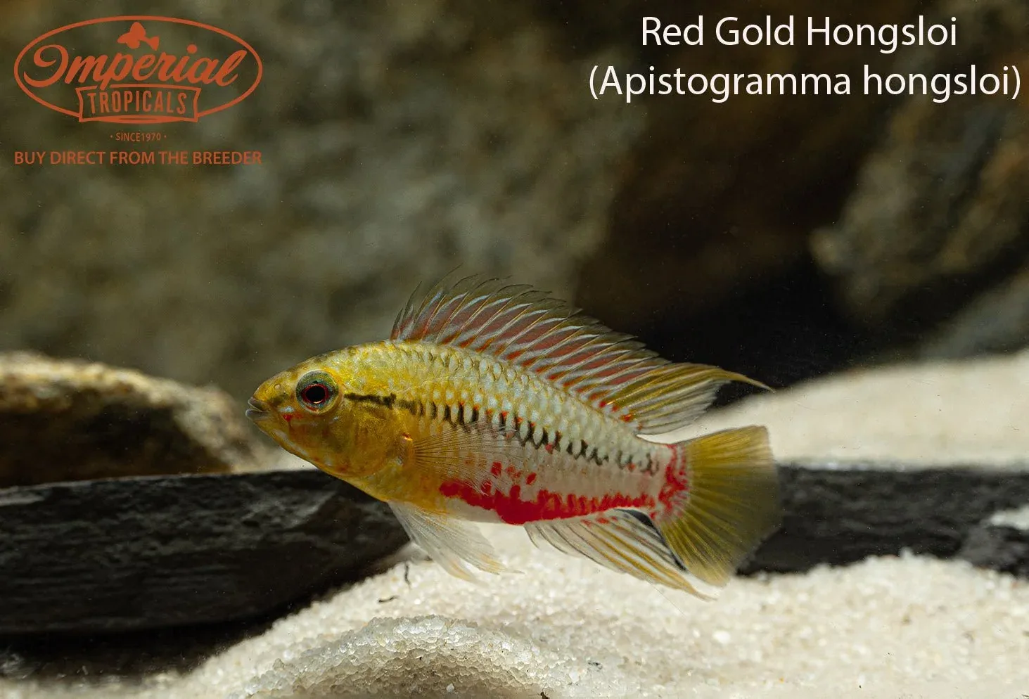 Red Gold Hongsloi