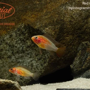 Red Gold Macmasteri