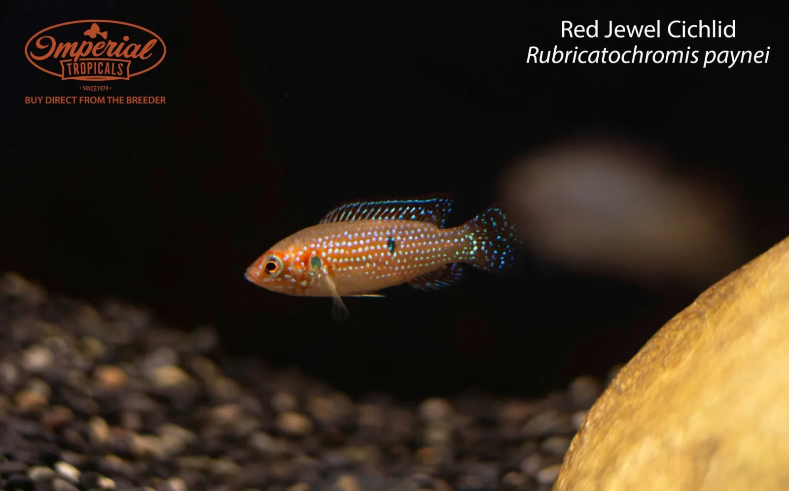 Red Jewel Cichlid (Rubricatochromis paynei) - Image 2