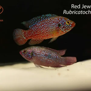 Red Jewel Cichlid (Rubricatochromis paynei)