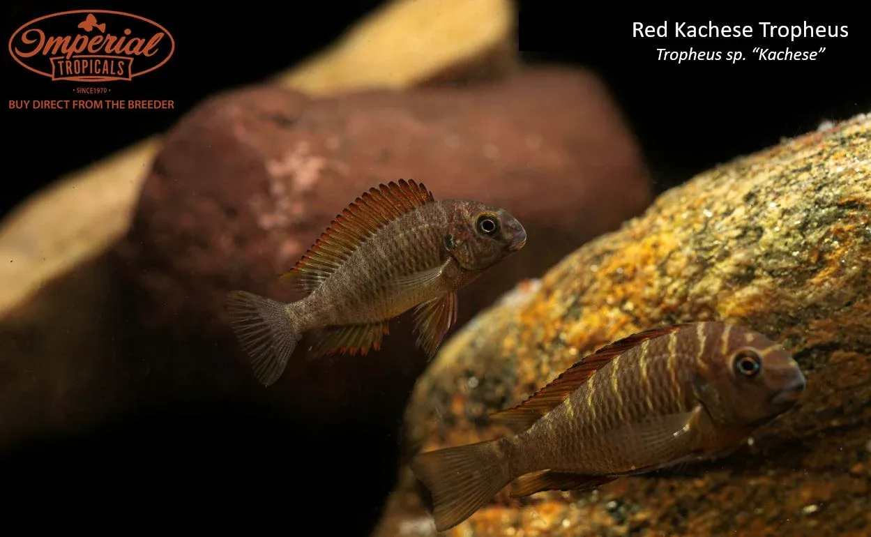 Red Kachese Tropheus - Image 2