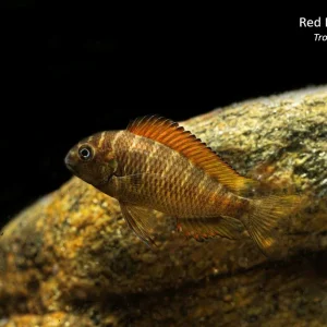 Red Kachese Tropheus