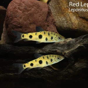 Red Leporinus
