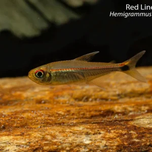 Red Line Tetra (Hemigrammus rubrostriatus)