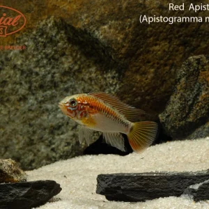 Red Neck Apistogramma (Apistogramma macmasteri)