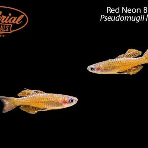 Red Neon Blue-Eye