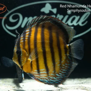 Red Nhamunda Heckel Discus (Symphysodon discus)