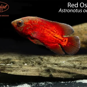 Red Oscar
