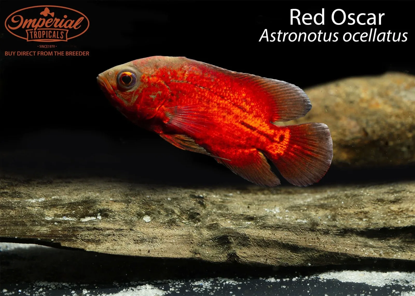 Red Oscar