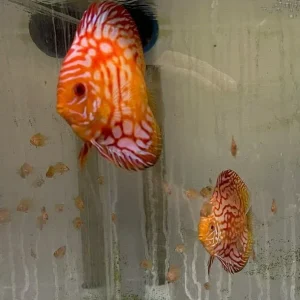 Red Rafflesia Discus