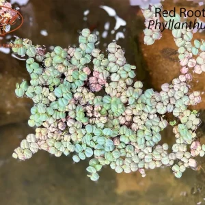 Red Root Floater