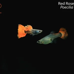Red Rosetail Guppy (Poecilia reticulata)