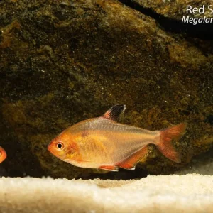 Red Serpae Tetra