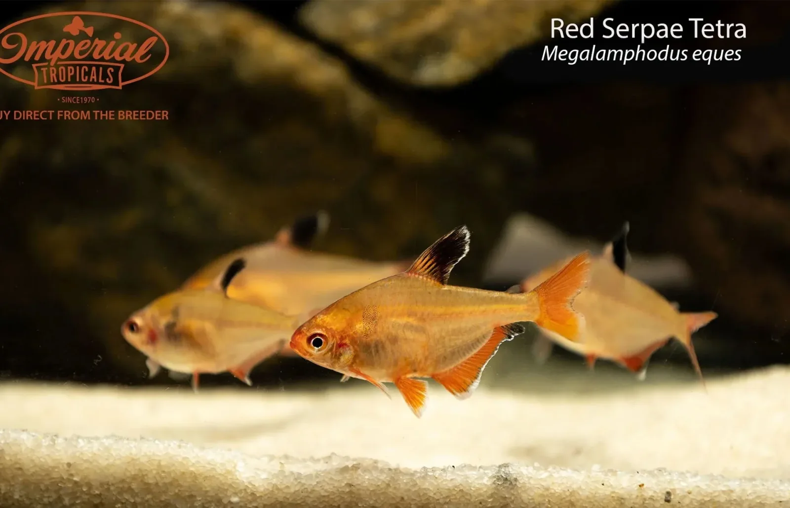 Red Serpae Tetra - Image 2