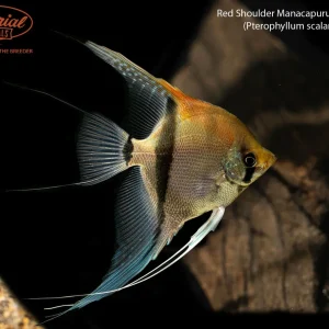 Red Shoulder Manacapuru Angelfish
