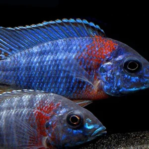 Red Shoulder Peacock