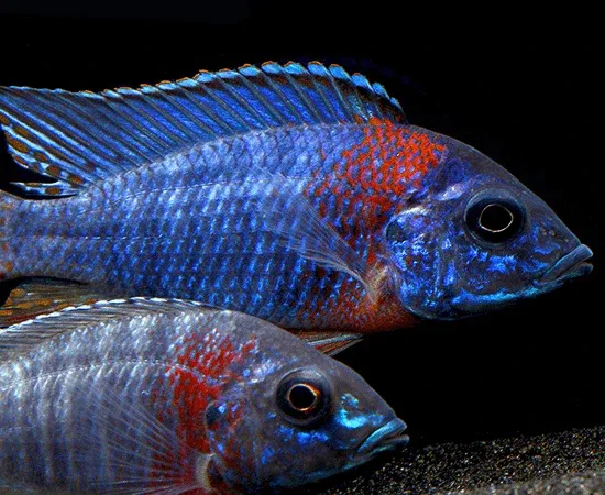 Red Shoulder Peacock