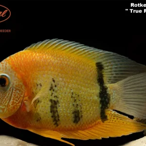 Red Shoulder Rotkeil Severum