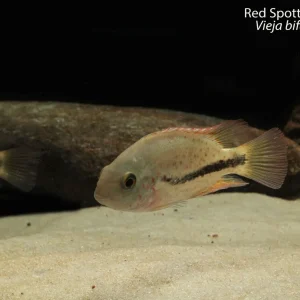 Red Spotted Cichlid