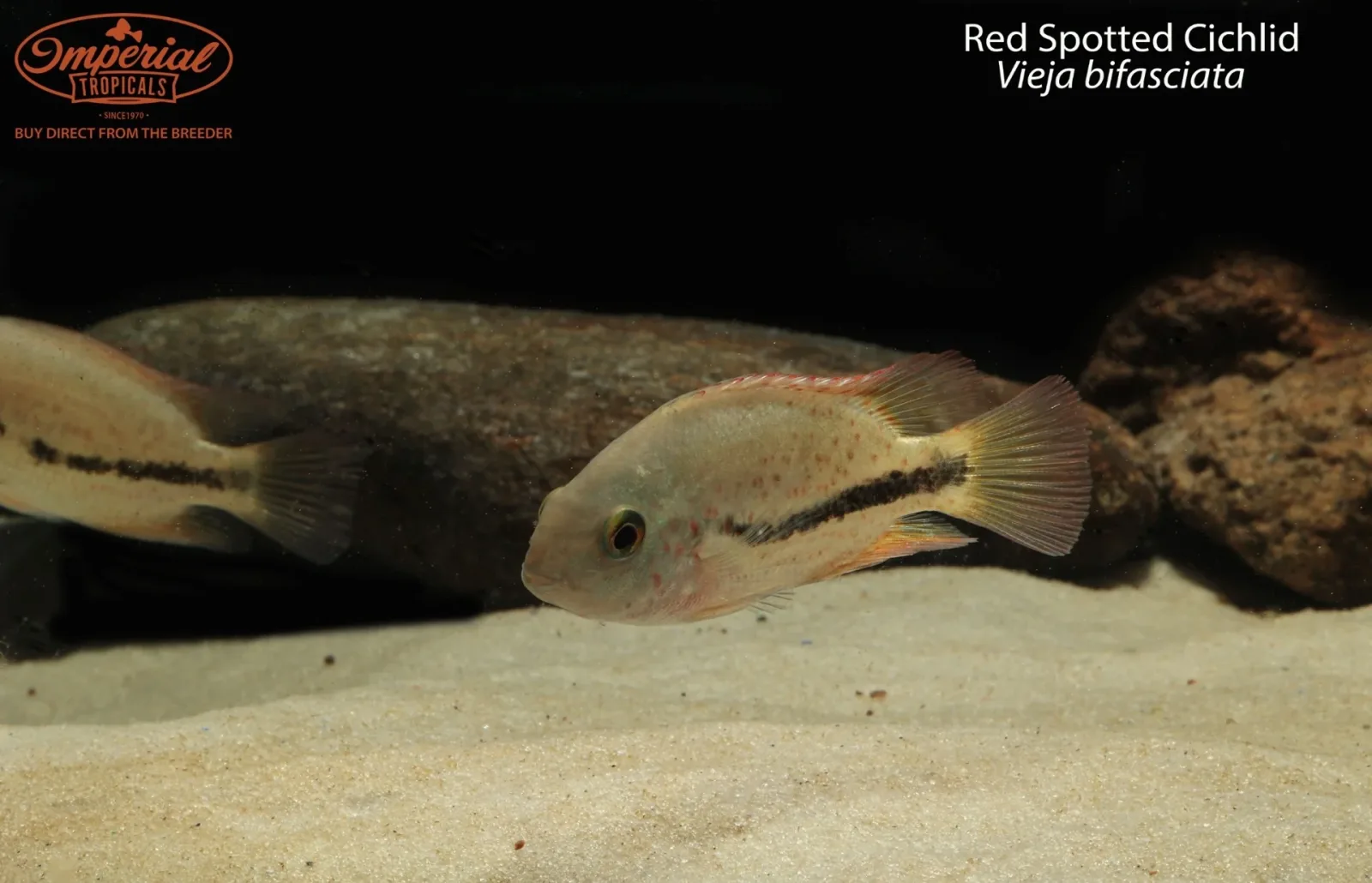 Red Spotted Cichlid