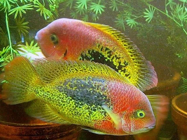 Red Spotted Cichlid - Image 2