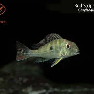 Red Striped Eartheater