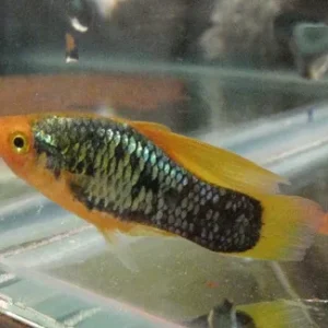Red Tail Black Neon Variatus Platy
