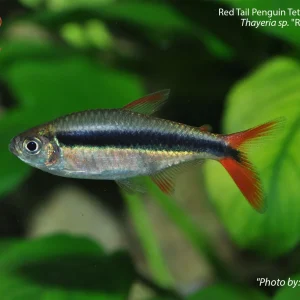 Red Tail Penguin Tetra 'Rio Teles Pires'