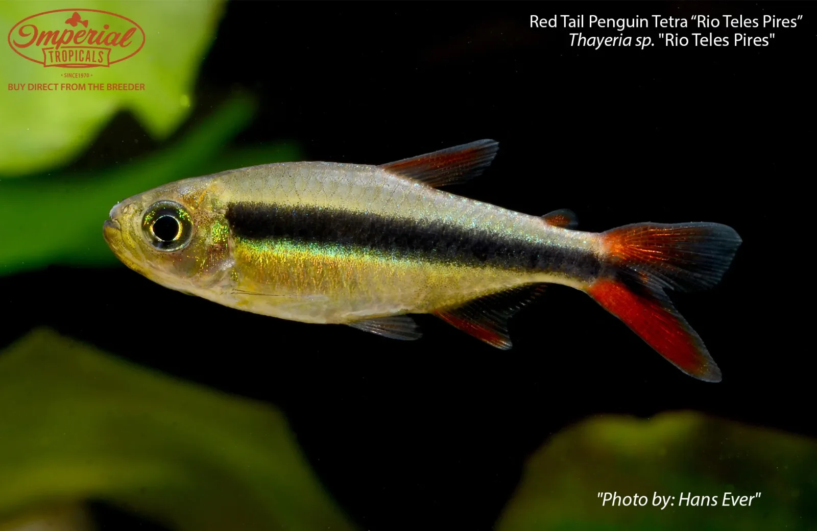 Red Tail Penguin Tetra 'Rio Teles Pires' - Image 2