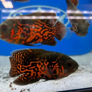 Red Tiger Oscar