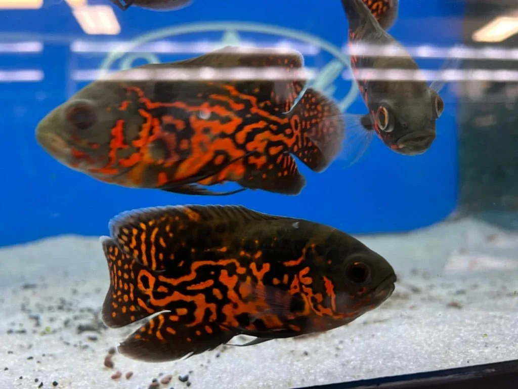 Red Tiger Oscar
