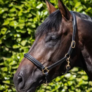 Rego Padded Leather Head Collar Black