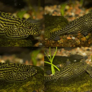 Reticulated Hillstream Loach