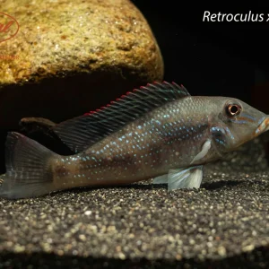 Retroculus xinguensis