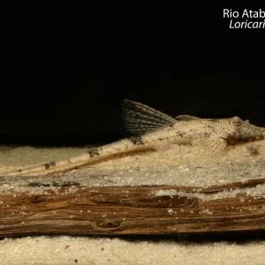 Rio Atabapo Whiptail
