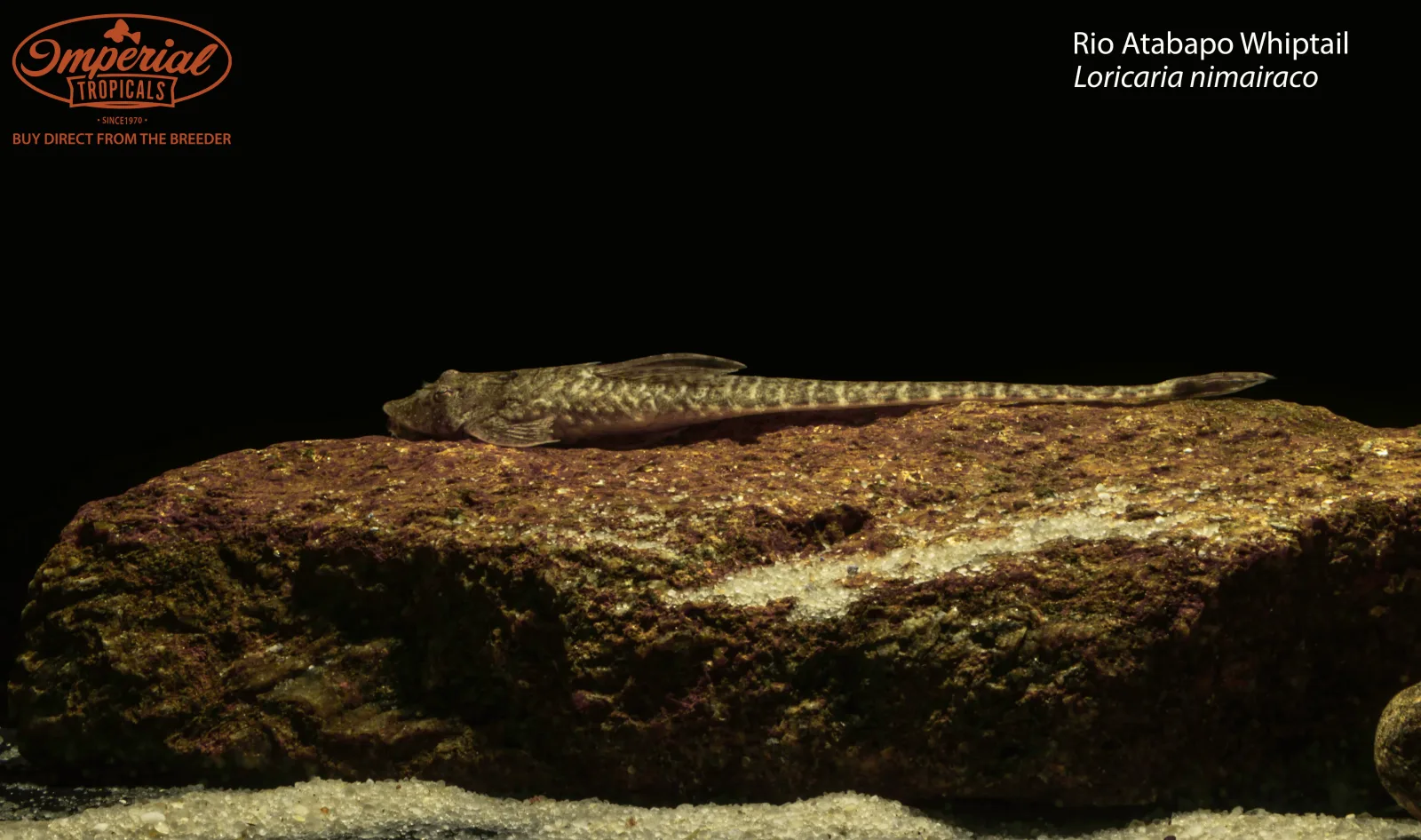 Rio Atabapo Whiptail - Image 2