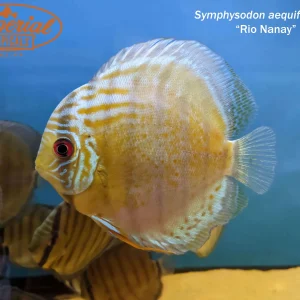 Rio Nanay Discus