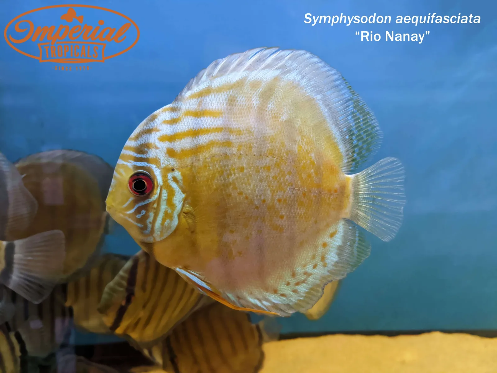 Rio Nanay Discus