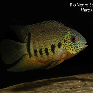 Rio Negro Spotted Severum (Heros notatus)