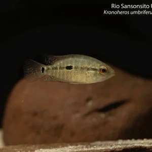 Rio Sansonsito Umbee Cichlid
