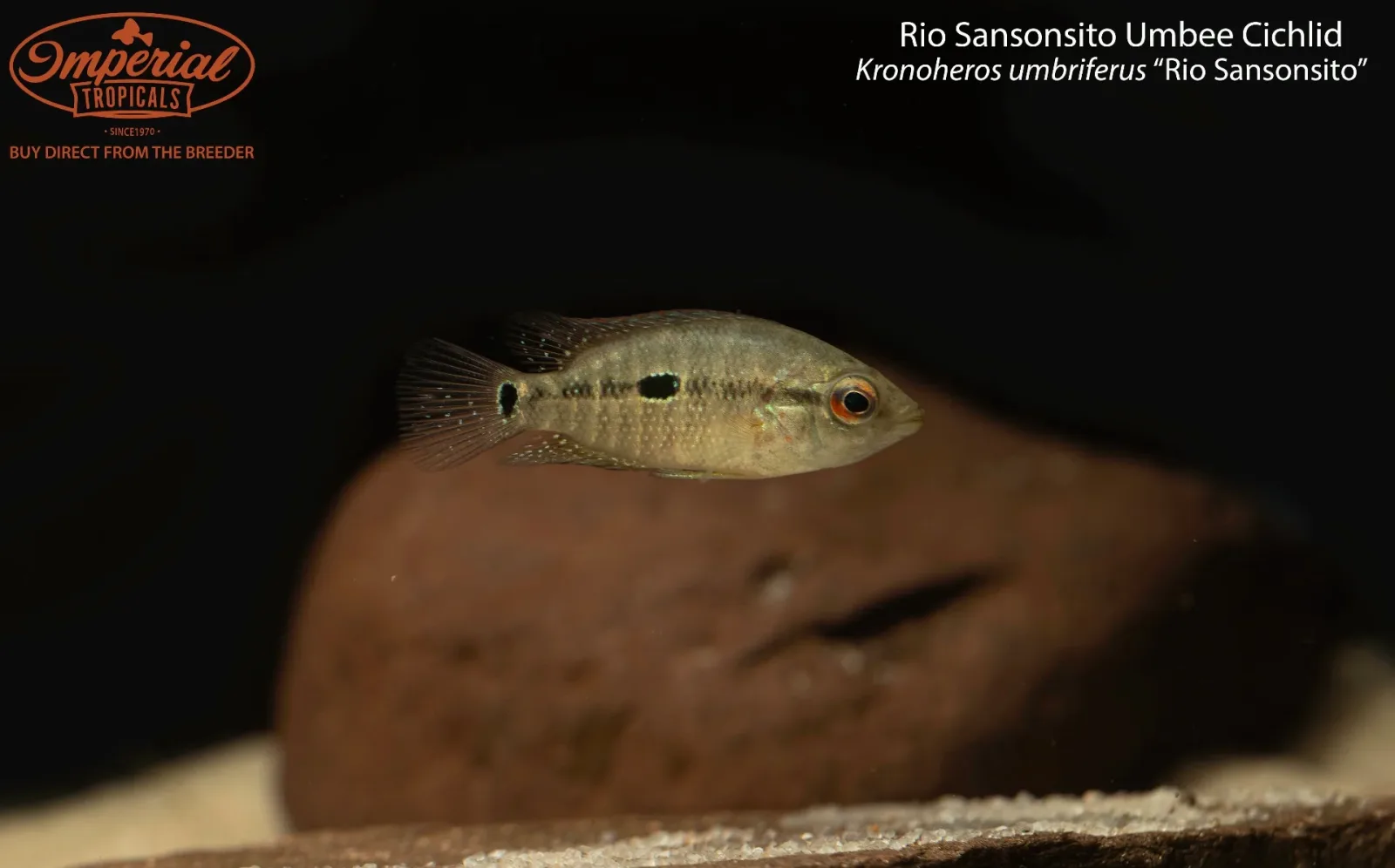 Rio Sansonsito Umbee Cichlid