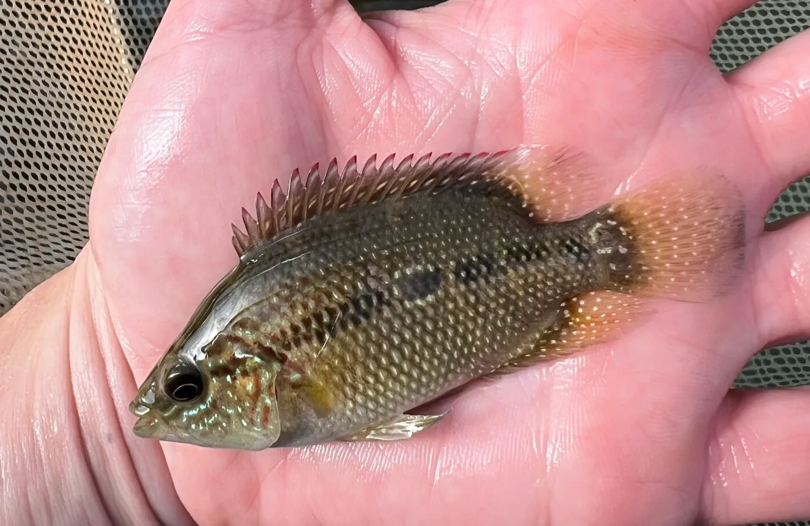 Rio Sansonsito Umbee Cichlid - Image 2