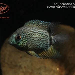 Rio Tocantins Severum (Heros efasciatus "Rio Tocantins")