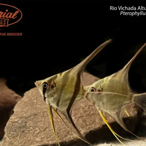 Rio Vichada Altum Angelfish (Pterophyllum altum)