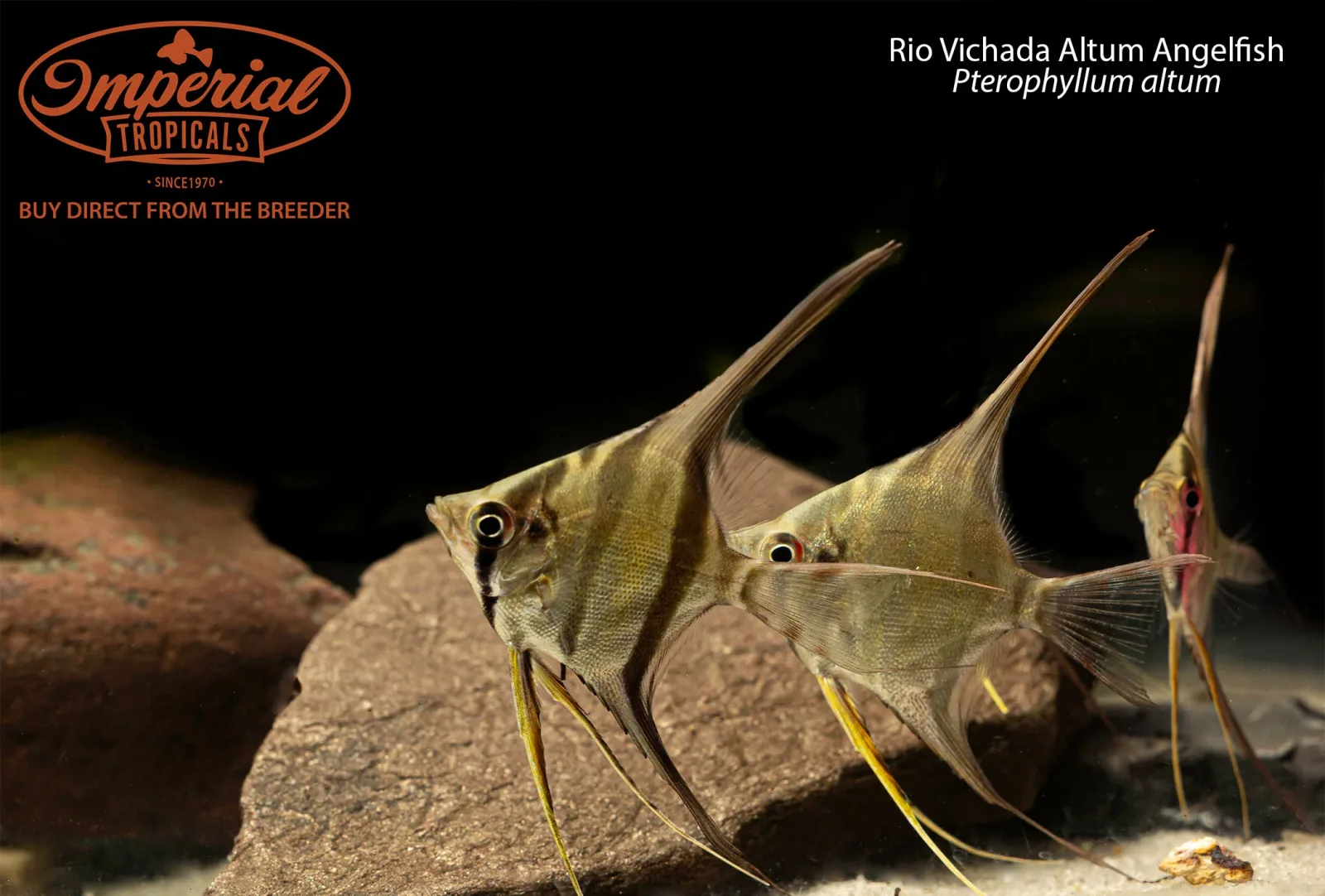 Rio Vichada Altum Angelfish (Pterophyllum altum)